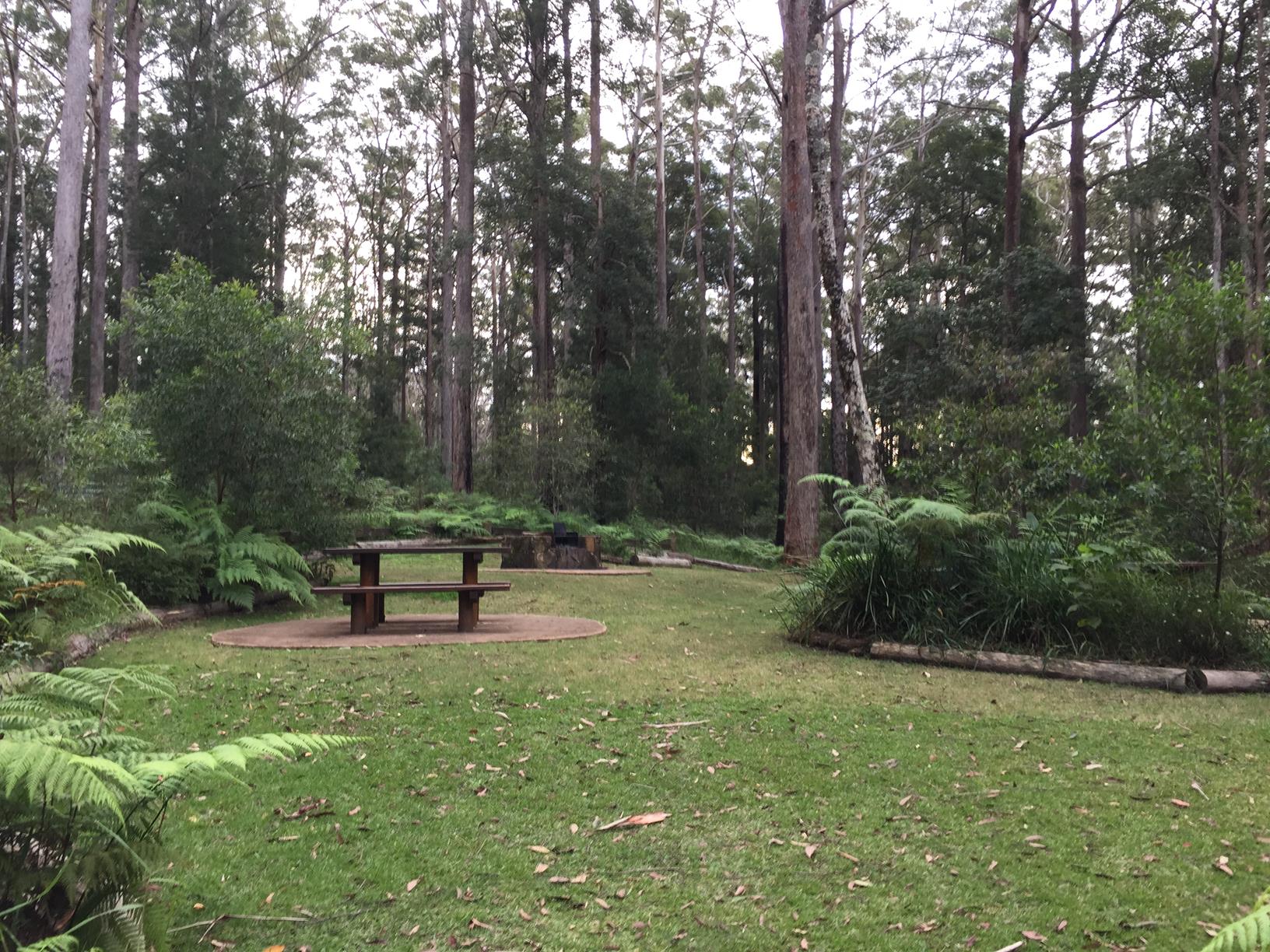 Mapleton National Park Piccabeen Circuit Adventure Sunshine Coast